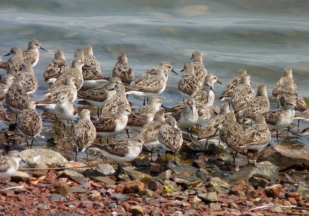 Semipalmated Sandpipers by Dendroica cerulea is licensed under CC BY-NC-SA 2.0.